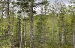 Misty Lane, Brownfield, ME 04010