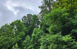 TBD State Road 54, Springville, IN 47462