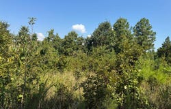 Tbd Old Brewer Rd N, Edgemont, AR 72044