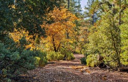 TBD Forest Road FS-2N07 Cottonwood Road, Twain Harte, CA 95383