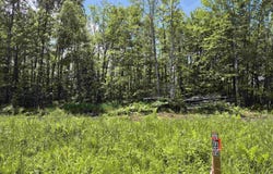 40 Acres Black Bear, Gulliver, MI 49840