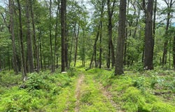 389.2 ACRES WOODMONT ROAD, GREAT CACAPON, WV 25422