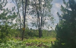 80 ACRES BEALL ROAD, BEAR LAKE, MI 49614