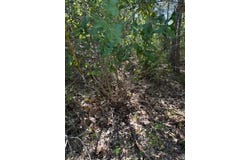 Lot 1355 N Kaupo DR, Bastrop, TX 78602