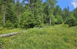 354 Swamp Donkey Trail, Sandpoint, ID 83864