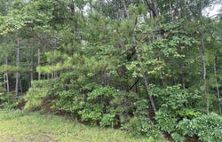 PINE VIEW DRIVE, WEST BLOCTON, AL 35184