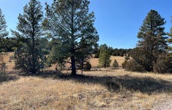 Juniper Drive lot: 9, Ramah, NM 87321