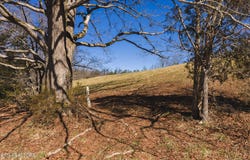 50 Acres Sutton Hollow Rd, Sneedville, TN 37869