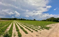 0 Garrett Road, Ashford, AL 36312