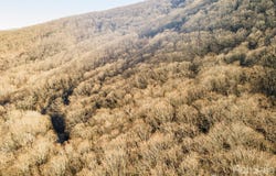 Wildflower Cove Road, Swannanoa, NC 28778