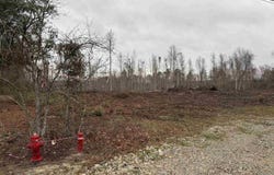 TBD Highway 905, Conway, SC 29526