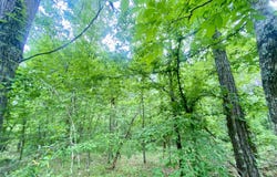 Henry Harris Road, Utica, MS 39175