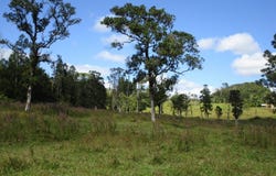 Pahoa, HI 96778