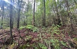 Lot 111 Bear Den Trl, Grandview, TN 37337