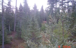 9040 Bone Lake, Newberry, MI 49868