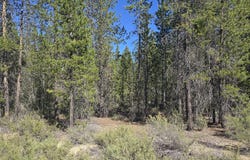 5 mowich St, CrescentLake, OR 97733