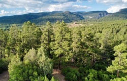 Owls 1 Blue Spruce, Chama, NM 87520