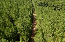 Walker Springs Road, Tract C, Jackson, AL 36545