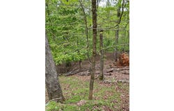 319 Zenith Trail, Ellijay, GA 30540