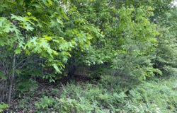 Ben Jones Road, Clarkesville, GA 30523