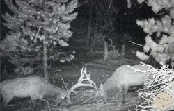 Gebo Rd, Fromberg, MT 59029