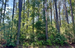 387 Founders Oak Way, Yemassee, SC 29945