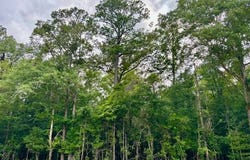 0 Jordon Grove Rd, Dozier, AL 36028