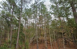Shiloh Road, Willard, NC 28478