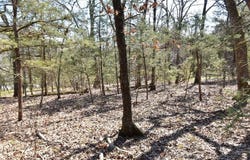 Burk Road, Highlandville, MO 65669
