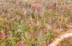MOUSE TAIL Road, Parsons, TN 38363
