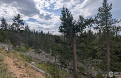 11 Pearl Creek Rd, Red Feather Lakes, CO 80545