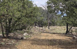 Lobo Ranch Road, Arroyo Hondo, NM 87513-0000