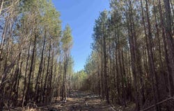 8862 Ware Dr., Nichols, SC 29581