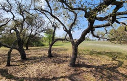 212 Oak Glen LN, Briggs, TX 78608