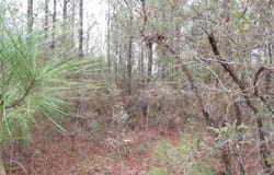 000 Eddie Smith Rd, Hattiesburg, MS 39402