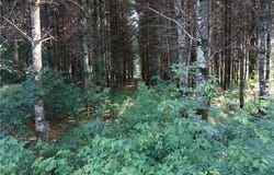 N12715 N Monthei Road, Fairchild, WI 54741