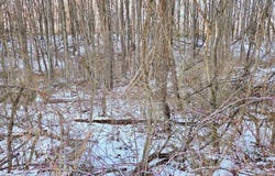 Foxglove Road, Altoona, PA 16601