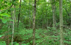 Lot 22 DEER TRAIL RD, Presque Isle, WI 54557