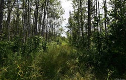 TBD-83 Acres Old Hwy M35, Rock, MI 49880