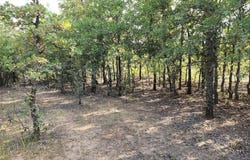 Tbd County Road 125 Road, Ranger, TX 76470