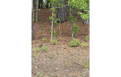 Cemetery Road lot: B, Elko, SC 29826