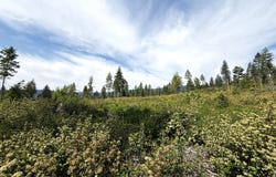 TBD ROCKABYE LN, CURLEW, WA 99118