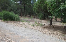38 & 40 Mockingbird Highway, Tijeras, NM 87059