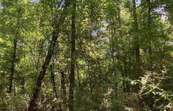 Ms-48 lot: 1, Sandy Hook, MS 39478