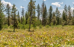 2819 NE Sagehen Dr, Island Park, ID 83429