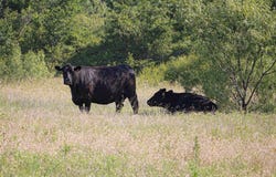 1217 FM 2731, Rising Star, TX 76471