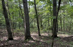 Moore Bend Road, Cedarcreek, MO 65627