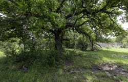 525 Jack Rabbit Circle, Zephyr, TX 76890
