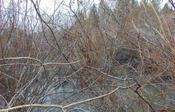 Rattlesnake Ln., Unity, OR 97884