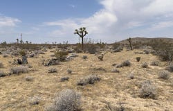 Breezy Lane, Yucca Valley, CA 92284